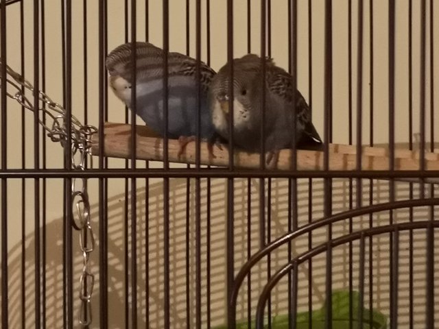 [Image: IMG-20200930-193247-resized-20200930-073316445.jpg]