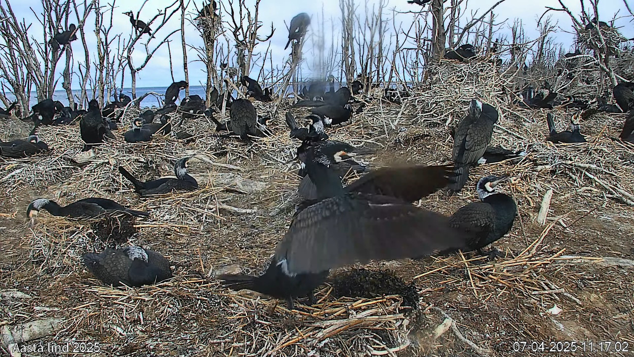 Veebikaamera_ aasta lind 2025 - kormoran (põhikaamera) 13-6-57 screenshot