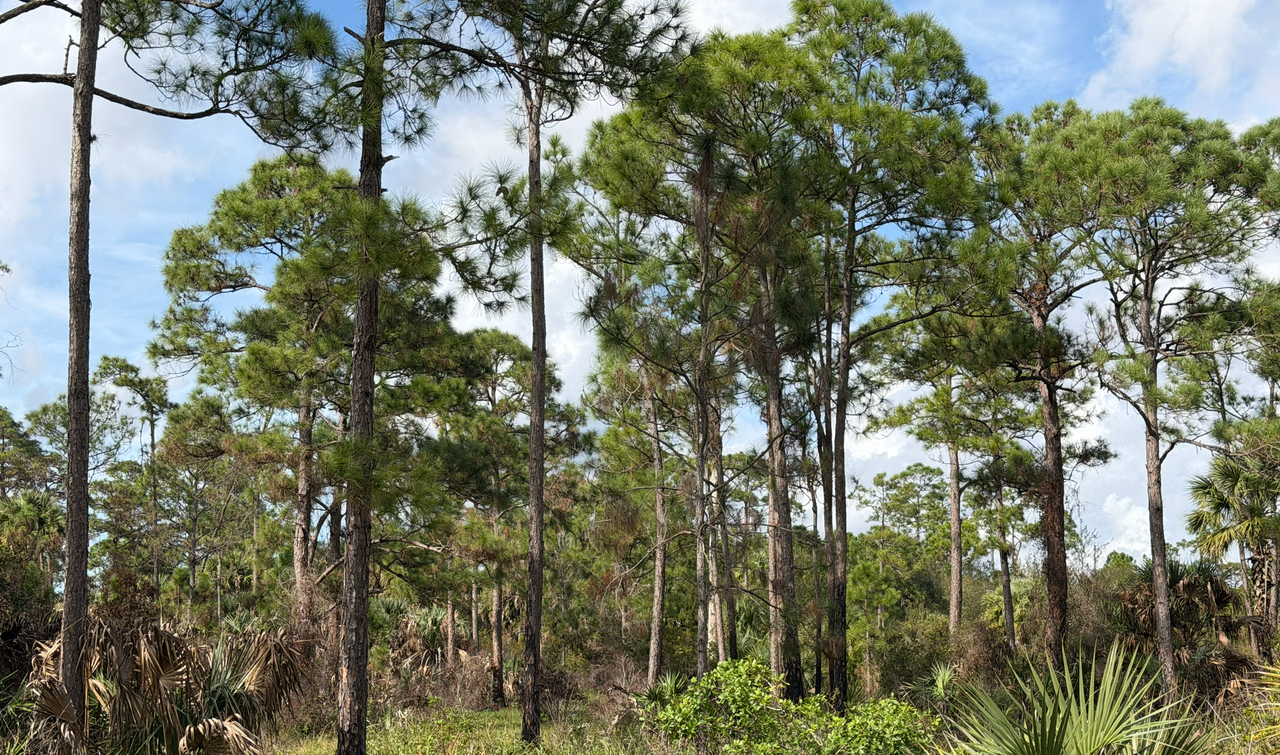 [Image: South-Of-Lake-Okee-Chobee14.png]