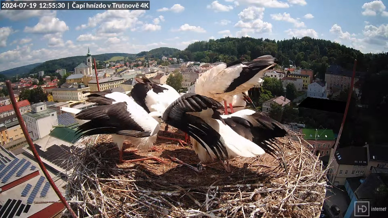 Tiešraidē no stārķa ligzdas uz alus darītavas skursteņa Trutnovā 14-15-44 screenshot
