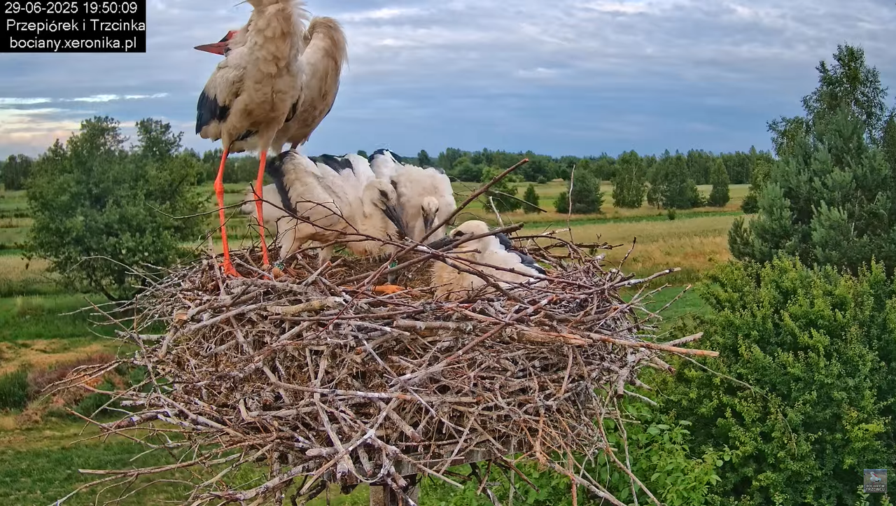 29062025bociany47