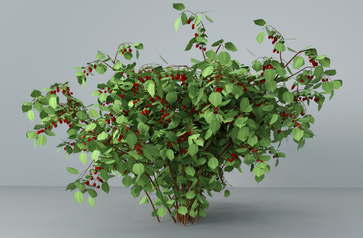 Bush