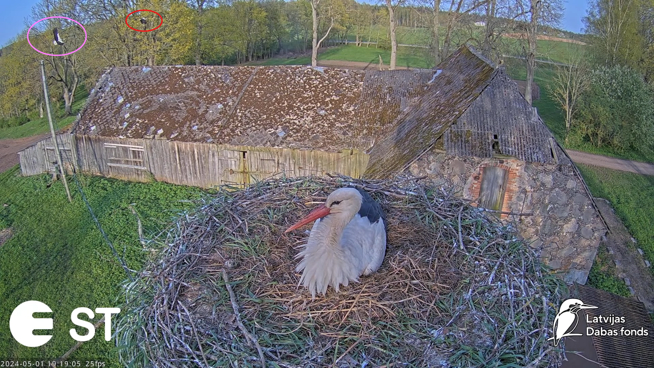Baltie stārķi (Ciconia ciconia) Tukuma novadā - LDF tiešraide __ White storks in Tukums, Latvia 11-2