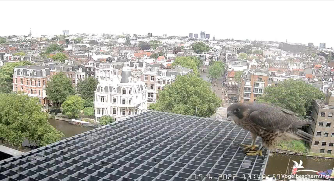 Amsterdam/Rijksmuseum screenshots © Beleef de Lente/Vogelbescherming Nederland - Pagina 29 Video-2022-06-19-134216-Moment-4