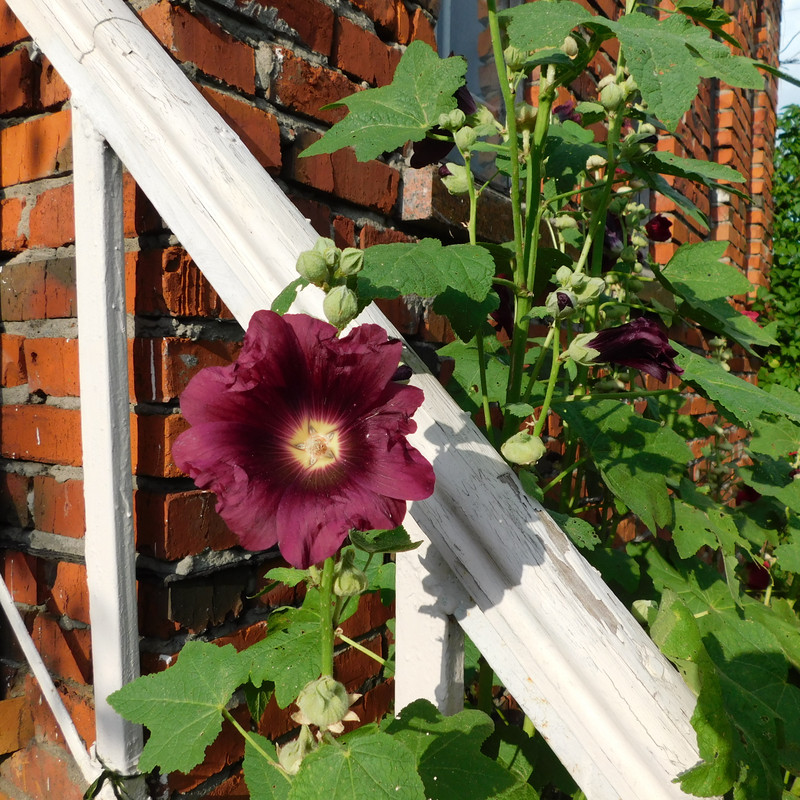 Дачно-барбейское июль, Харлинское 2-я серия 067