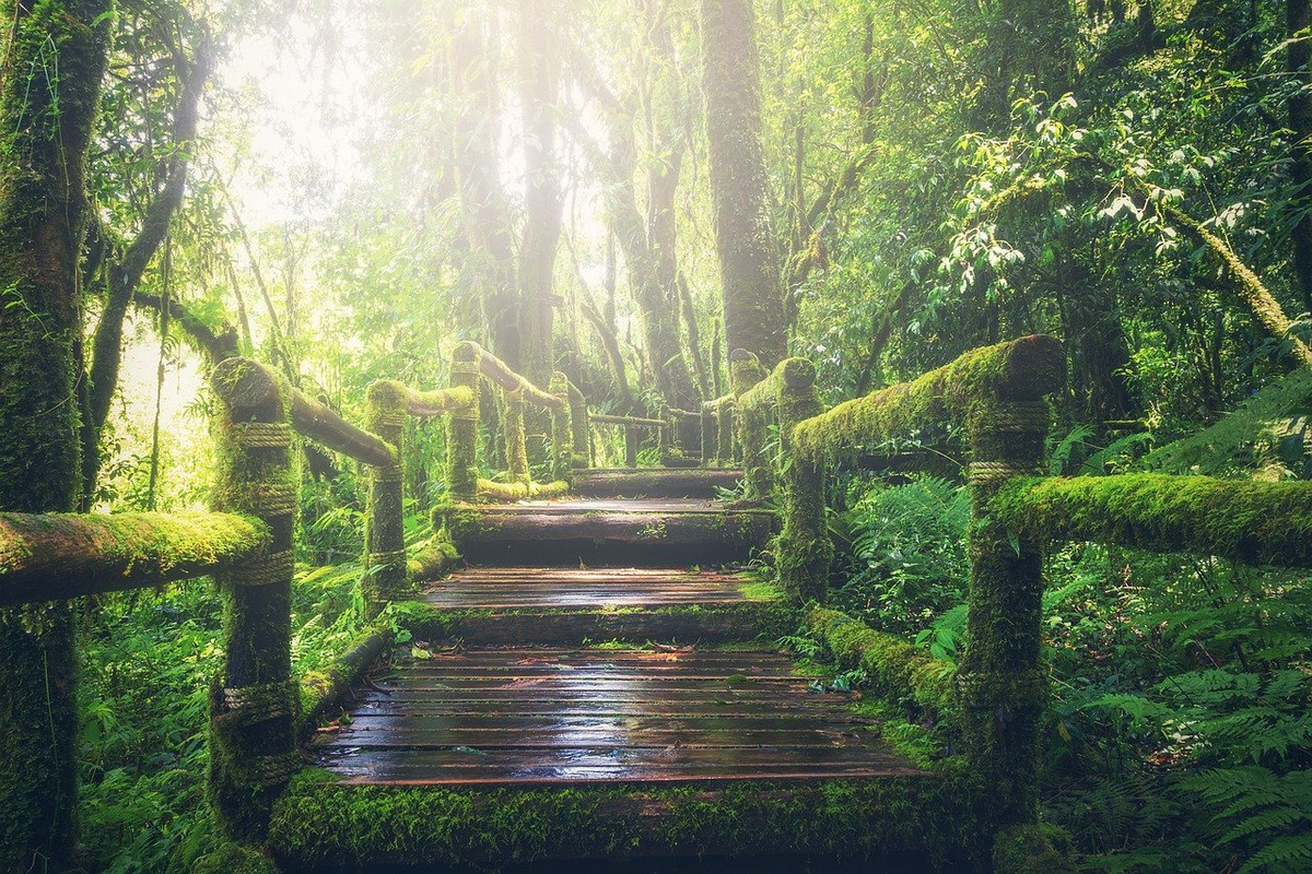 green-jungle-1807476-1280.jpg