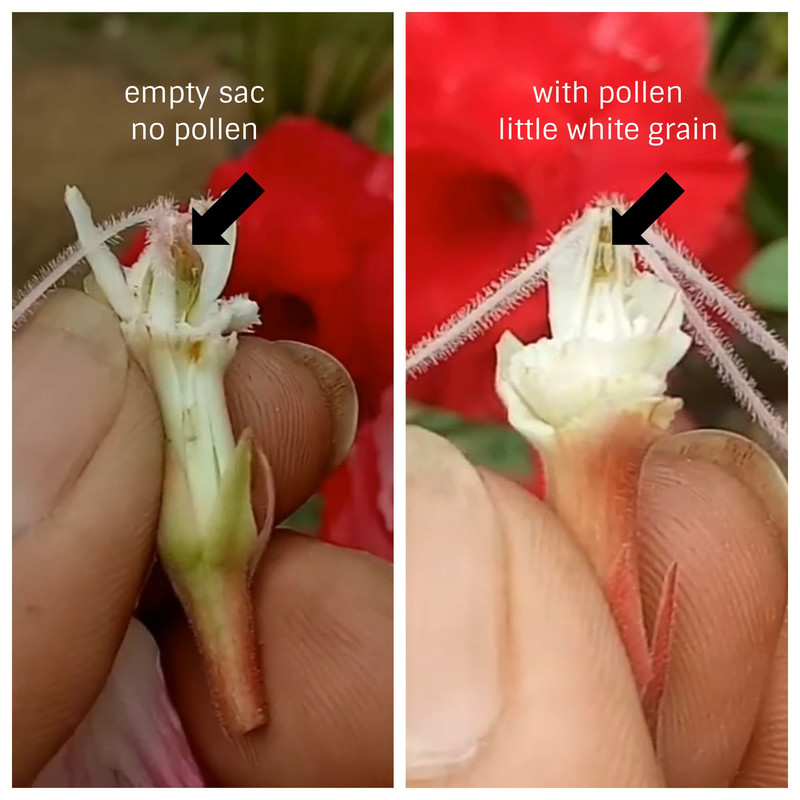 adenium-flower-with-without-pollen.jpg