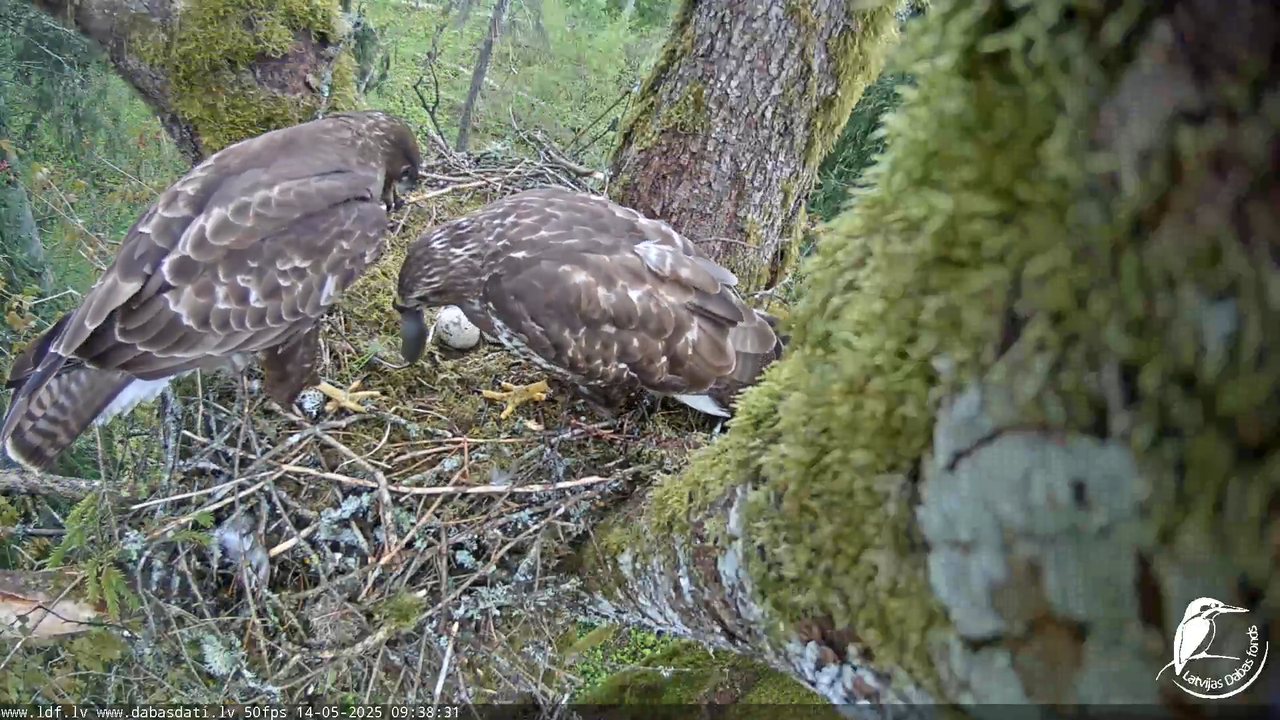Melnās klijas (Milvus migrans) Kurzemē_ peļu klijāni (Buteo buteo) 5-9-49 screenshot