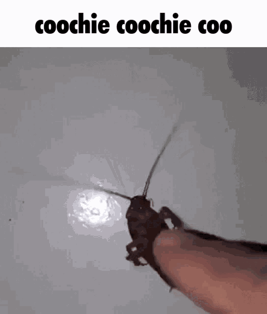 A GIF OF SOMEONE TOUCHING A ROACH ON ITS 'BELLY' CAPTIONED 'COOCHIE COOCHIE COO'.