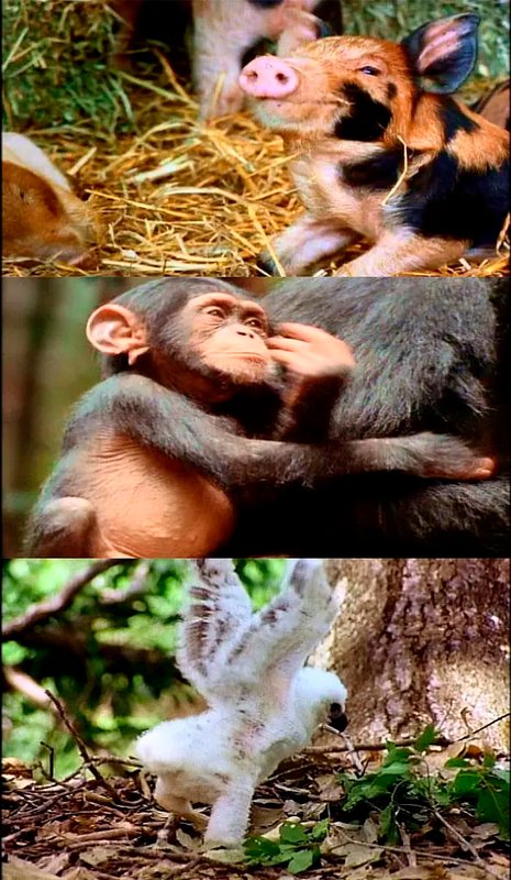 documental animales salvajes escolar