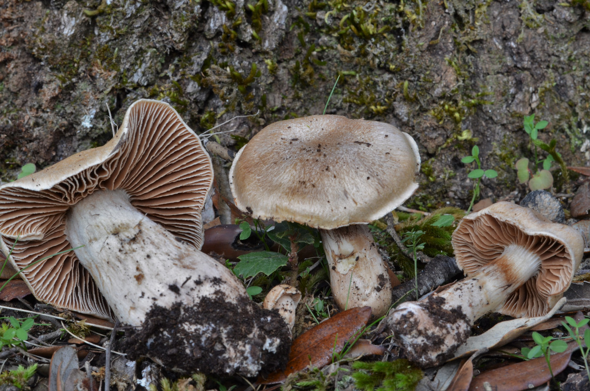Cortinarius diosmus (2)