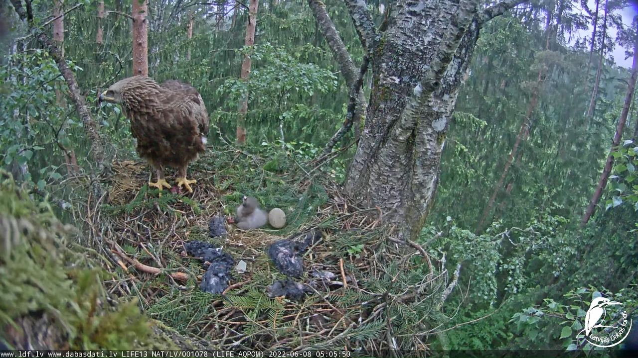 LDF Mazais ērglis (Clanga pomarina), ligzda bērzā 12-3-25 screenshot