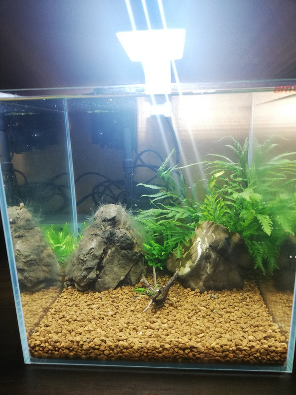 Caridinaio 30x30x30 (4)