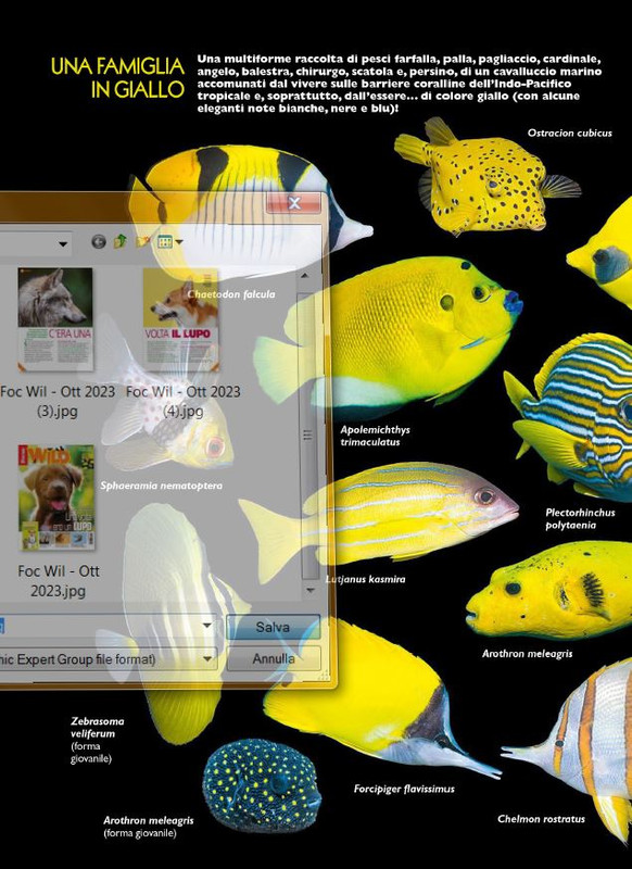 Foc Wil - Ott 2023 (7)