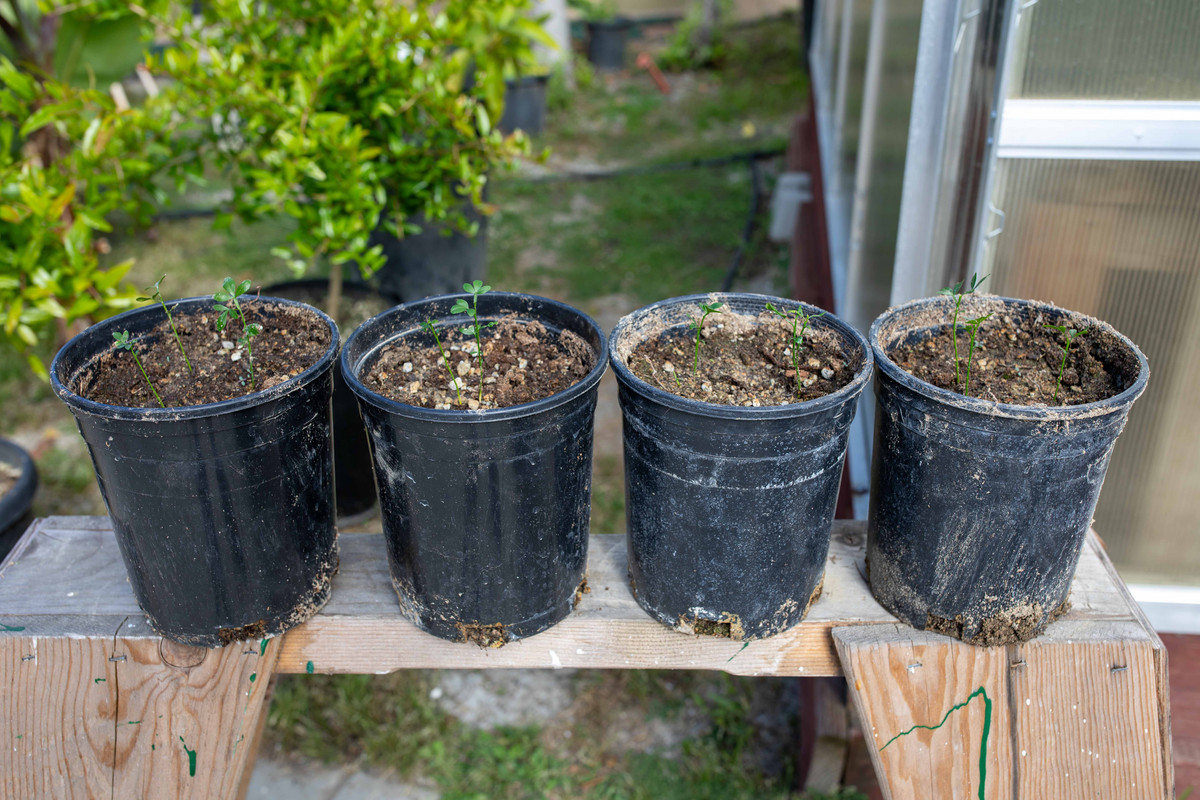 8U1A0001  Flying Dragon (FD) Citrus Seeding in New #1 Pot (7-7-2023)