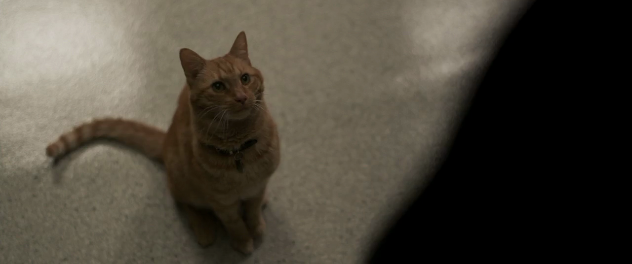 Captain.Marvel.2019.720p.WEB-DL.x264-AAC-www.300mbunited.me--scO