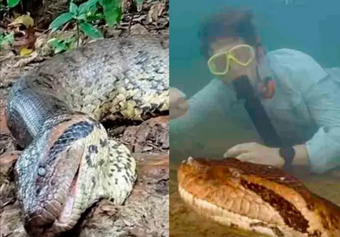 Cazadores furtivos acaban con la vida de la anaconda más grande jamás registrada
