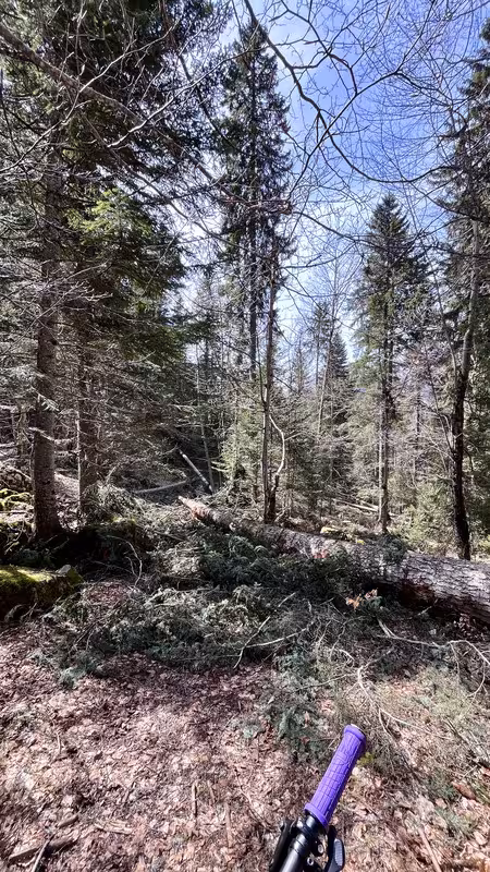 https://i.postimg.cc/SR8nJP2X/IMG-3081.avif