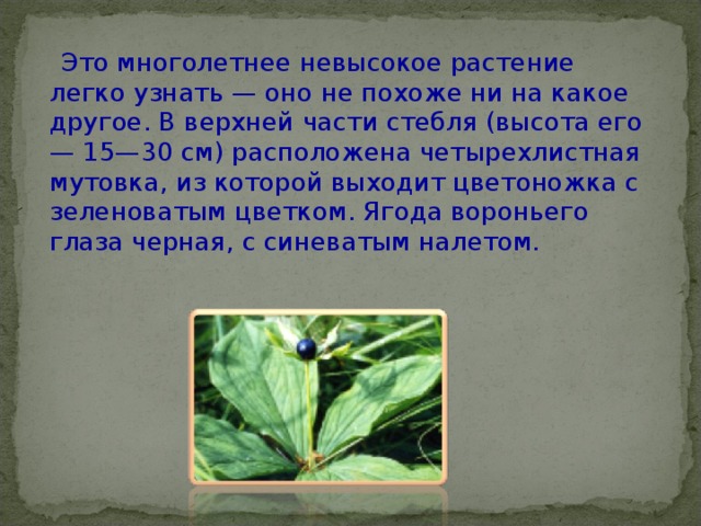 Основные проблемы, с которыми сталкиваются владельцы цветка Нестера Астрид