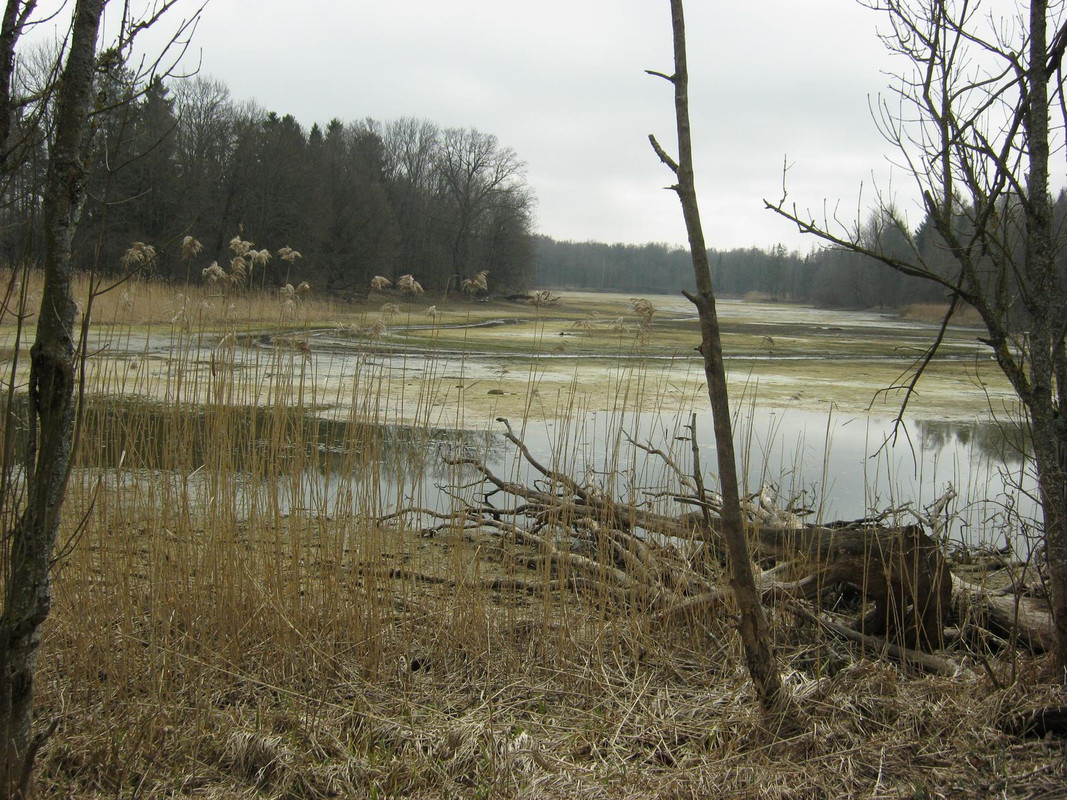 весна, Ропша