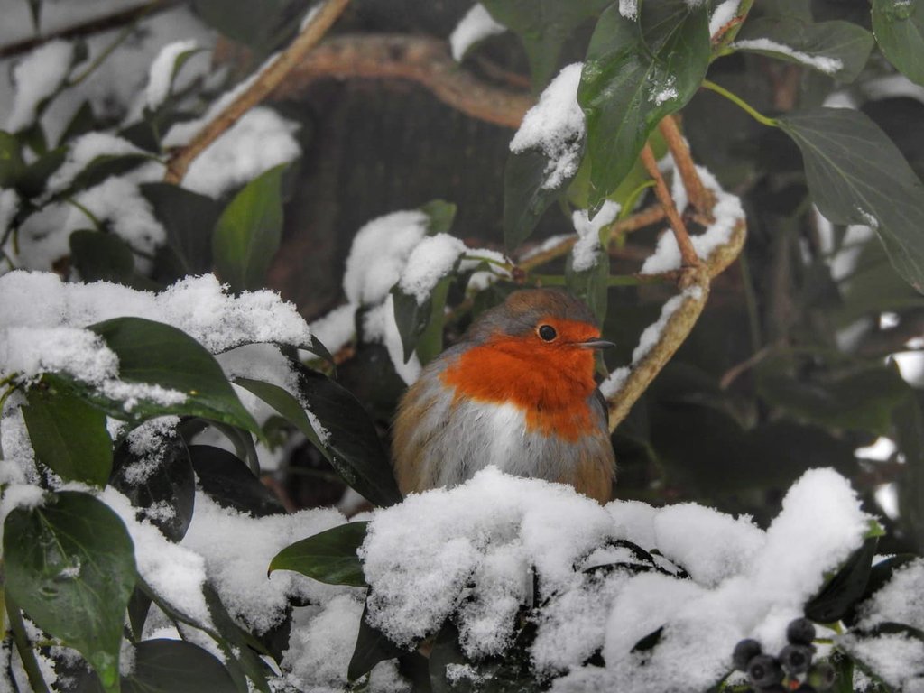 winter-snow-robin.jpg