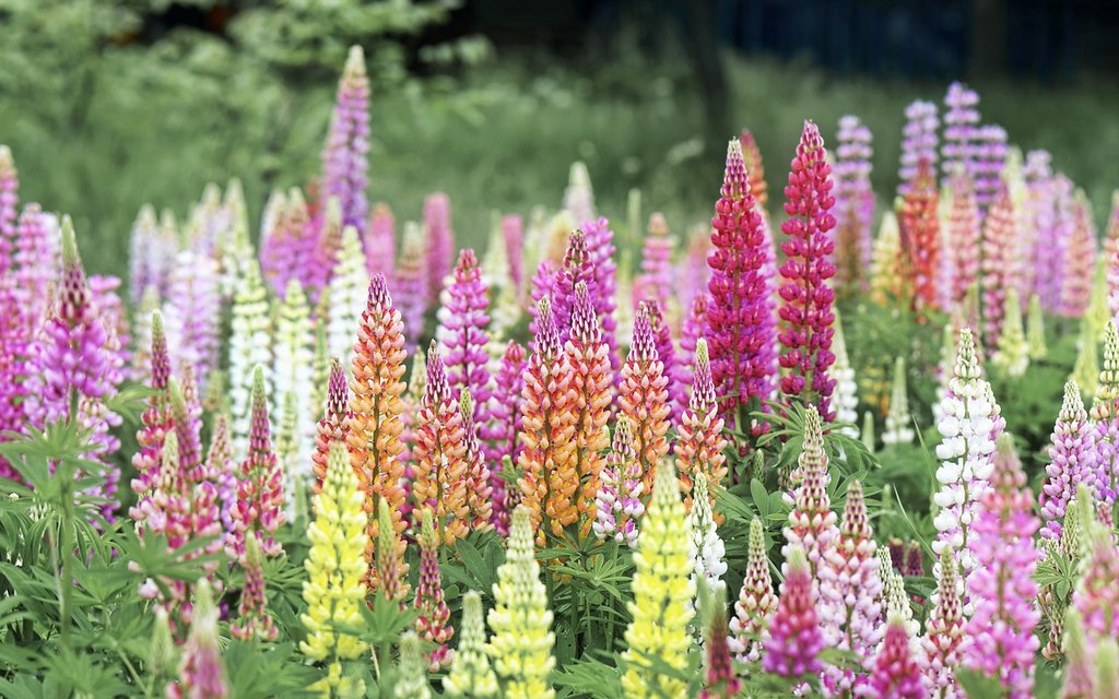 multi-delphinium.jpg