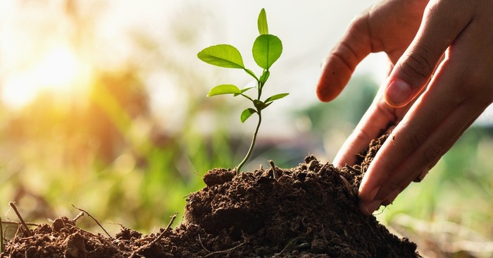 Maintainable Planting Practices