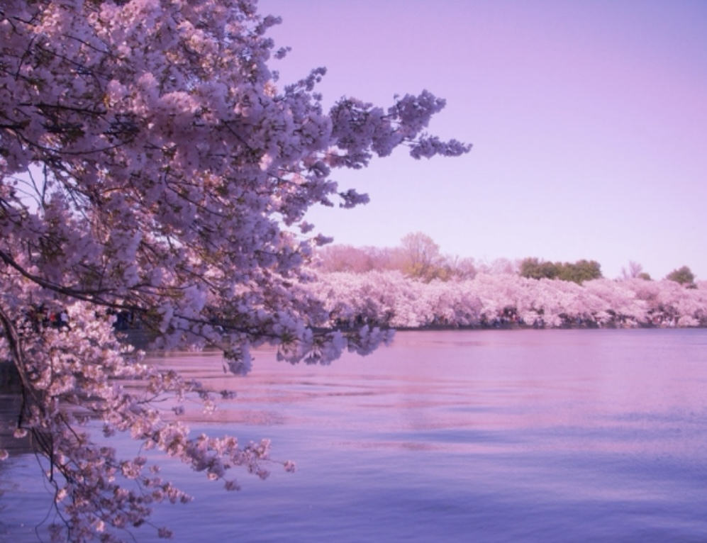 [Image: flower-lake.png]