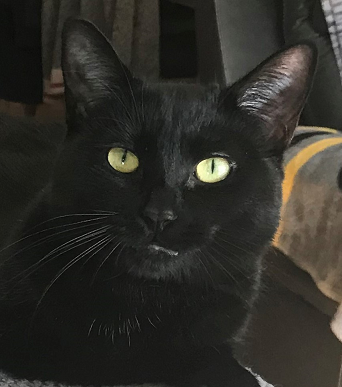 Cat - Copy