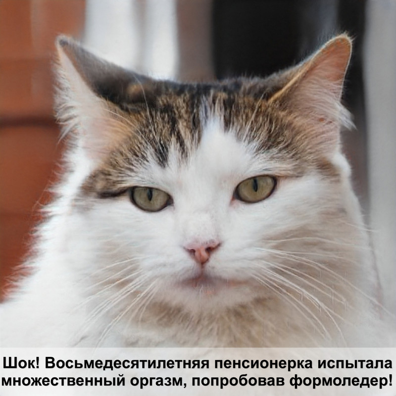 большие кошки мейн кун фото