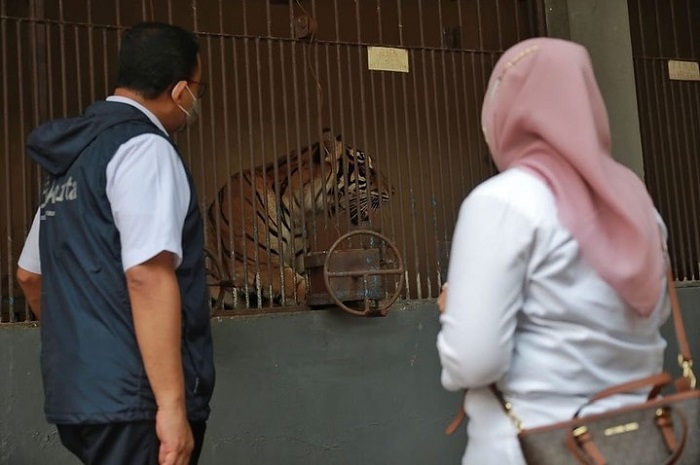 Momen Anies Baswedan saat melihat langsung dua harimau Sumatera di Taman Margasatwa Ragunan yang terpapat Covid-19.