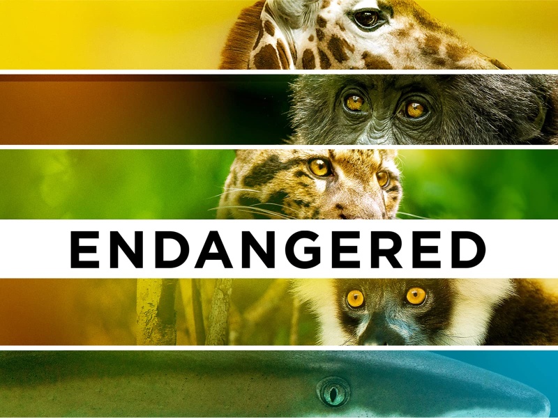 Ohrožené druhy / Endangered (2021) / CZ