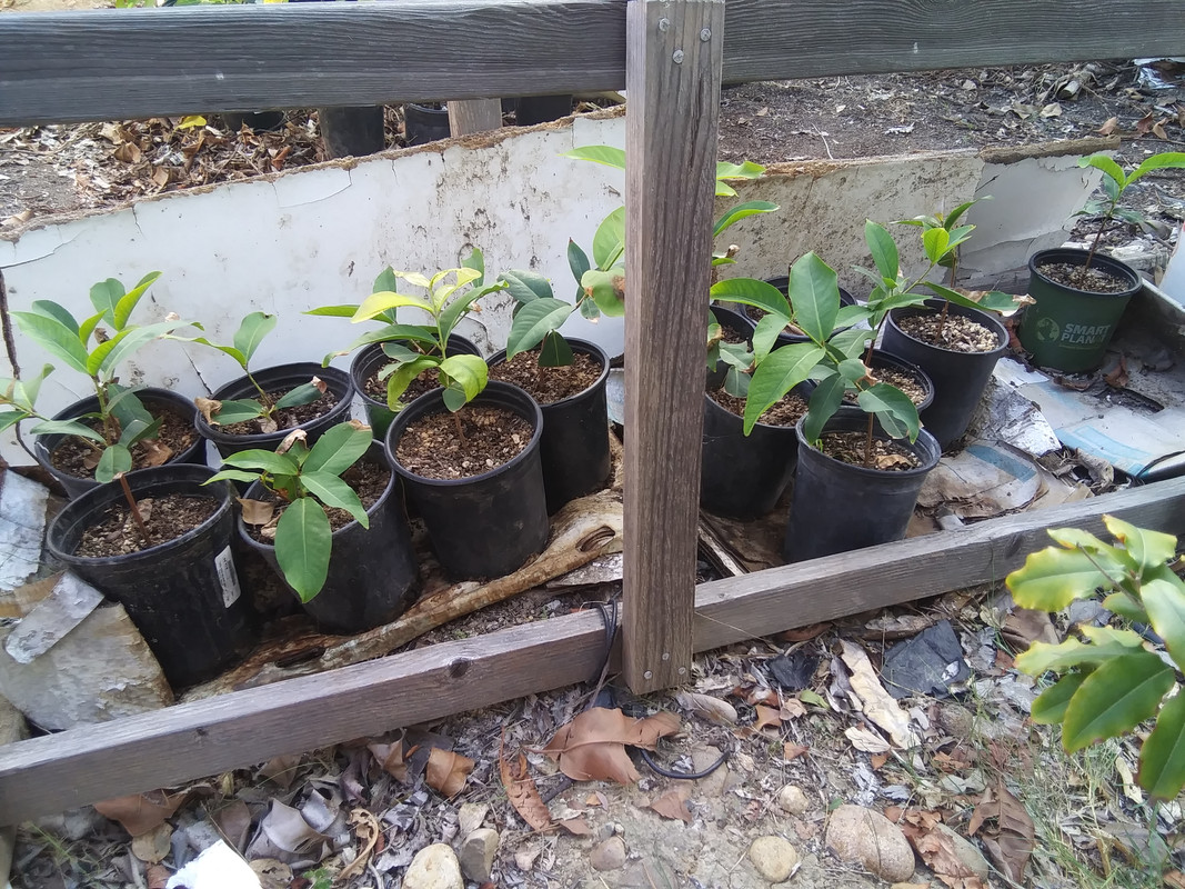 20211122_unknown_wax_apple