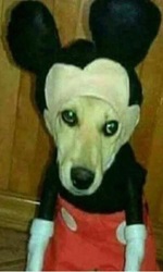Avatar do usuário