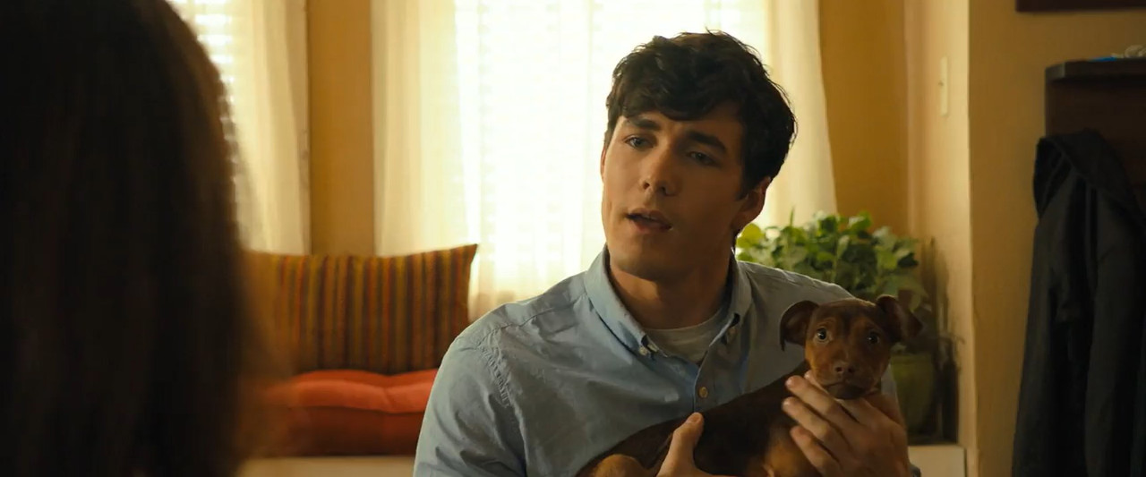 A Dog's Way Home 2019 BluRay [Hindi + Tamil + Telugu + English] 480p, 720p ESub Screenshot