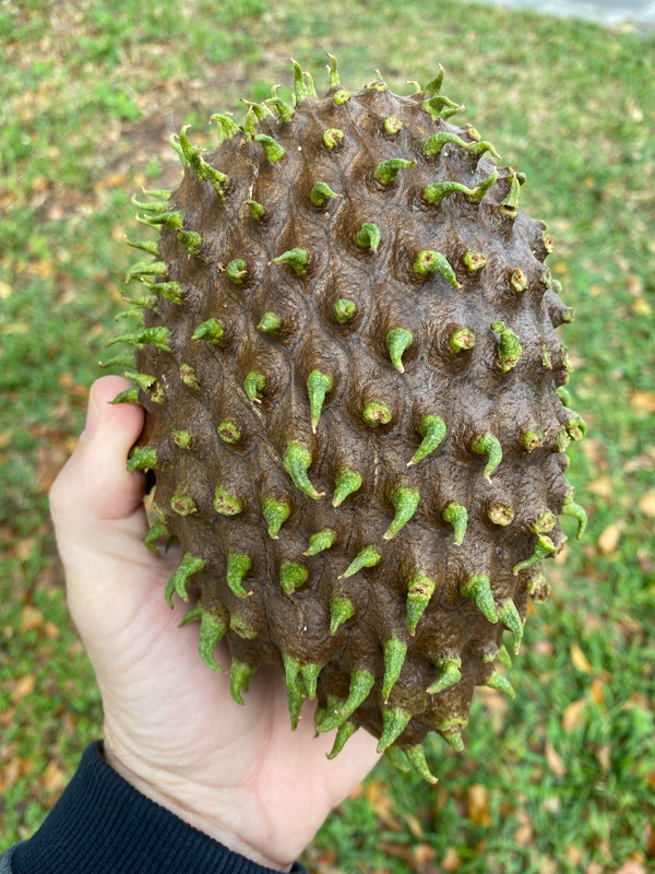 GuanabanaFruitDeath22022