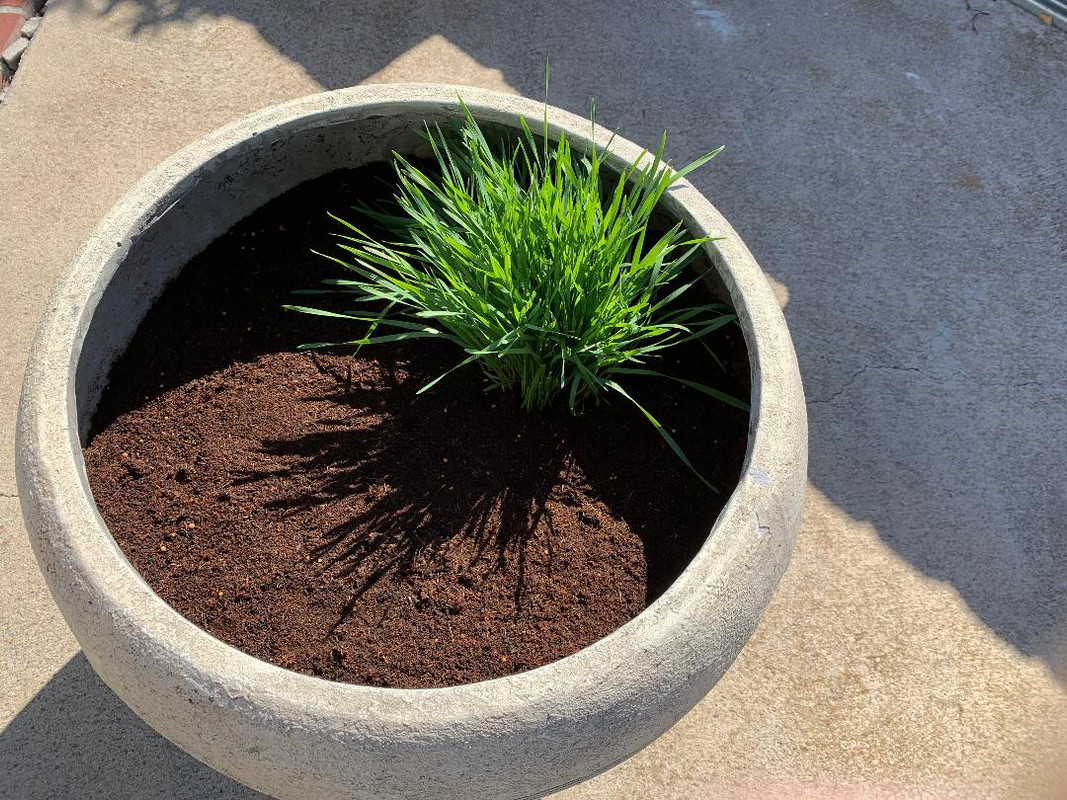 new grass pot
