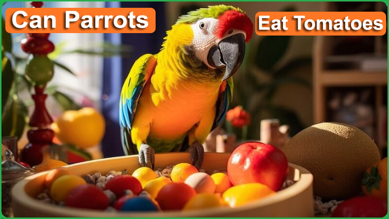 Can Parrots Eat Tomatoes