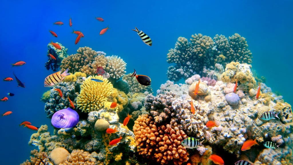 Coral Reef Adventure