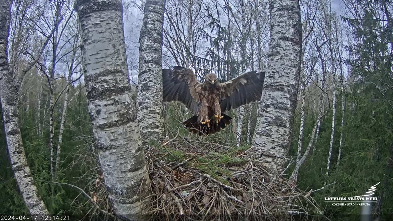 LVM Mazais ērglis Aizkuja, bērzs - Lesser Spotted Eagle 12-36-56 screenshot