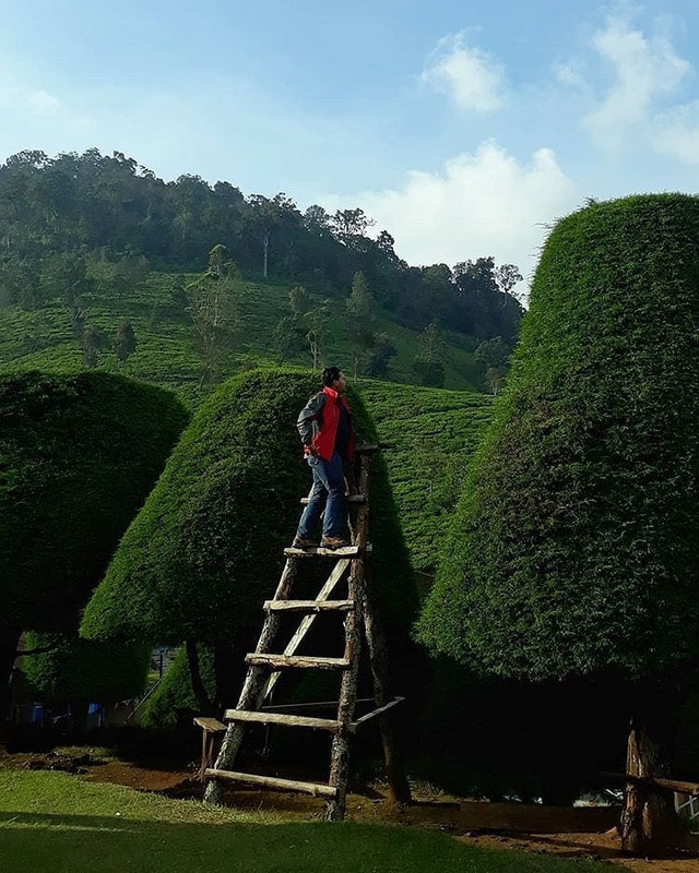 Bukit Jamur Ciwidey
