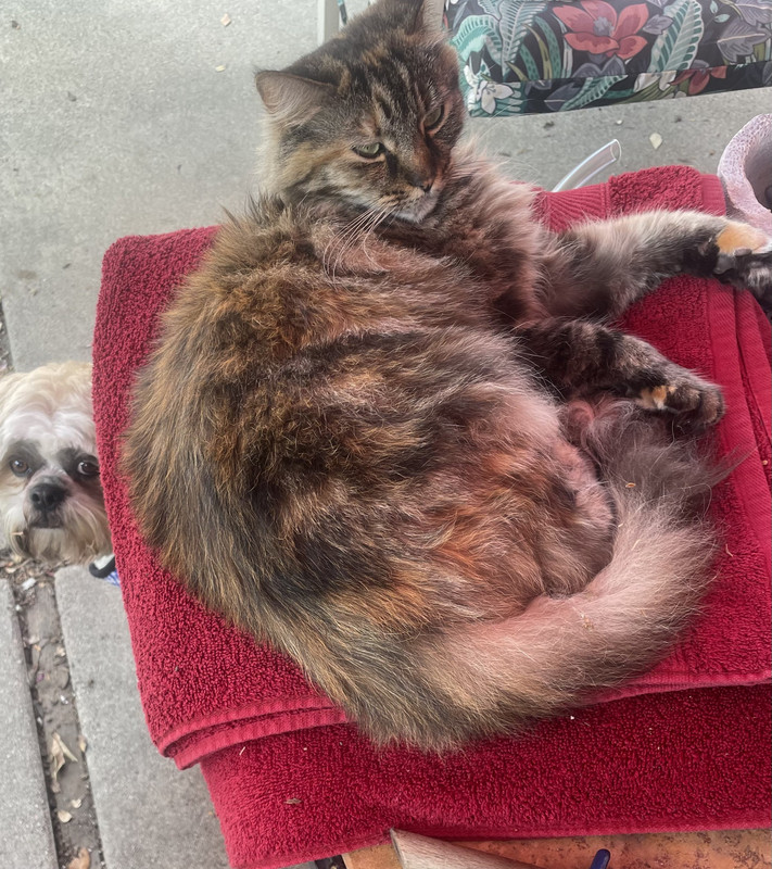 8BAC1F43-6F28-4BFE-B8E1-0EC05E8CF307_1_201_a