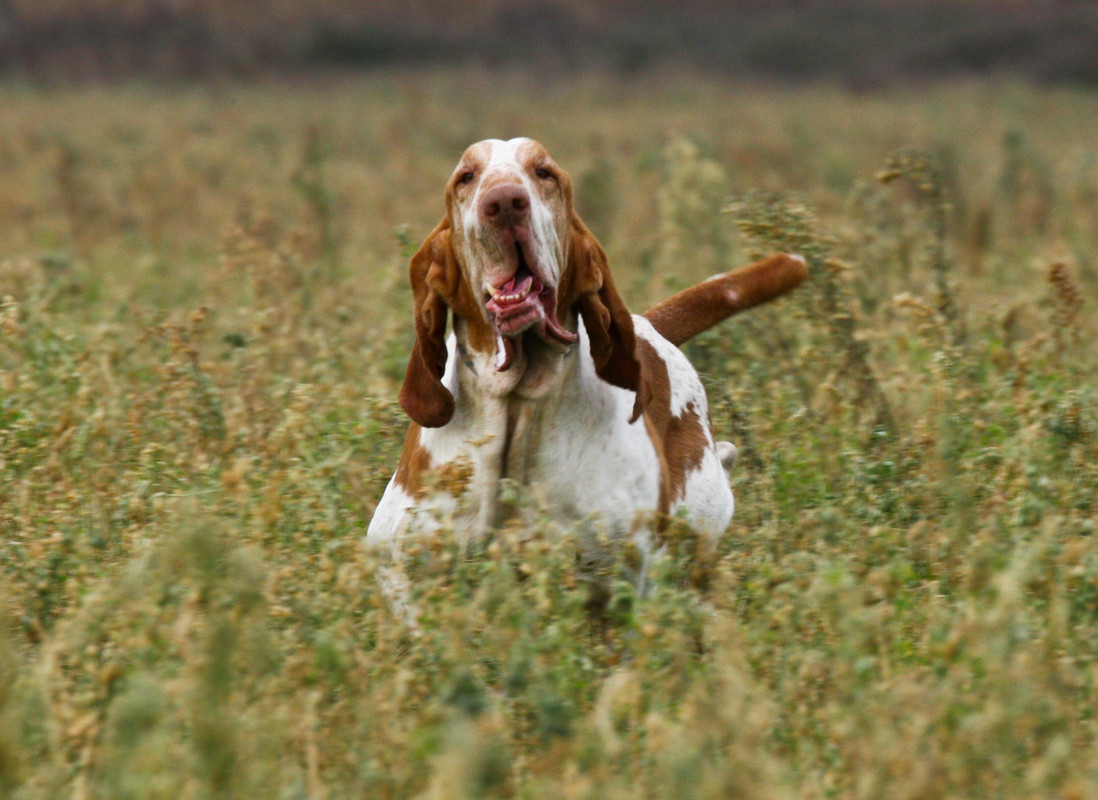 20161206-Rodi di Cascina Croce di Tognolo (42)