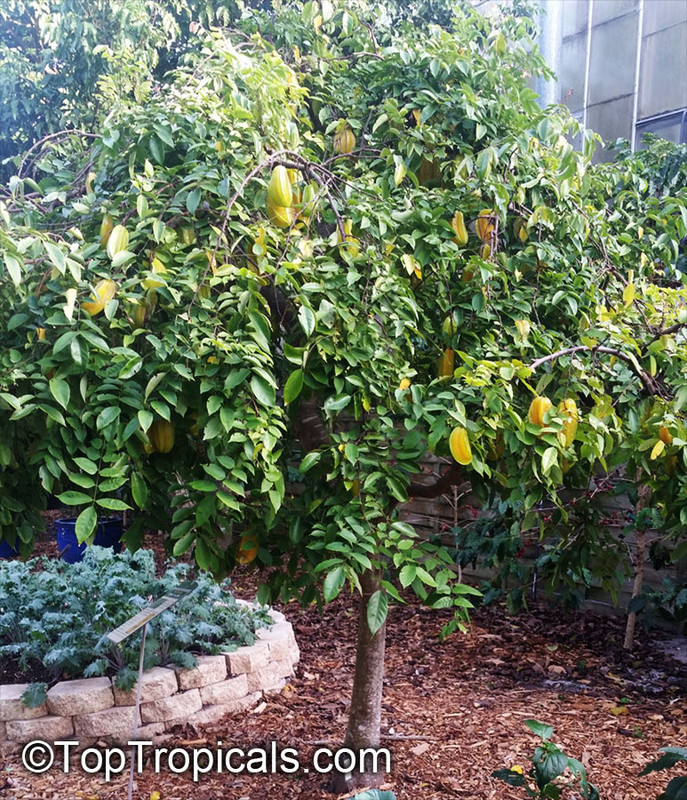 20170104_164454Averrhoa_carambola_TA