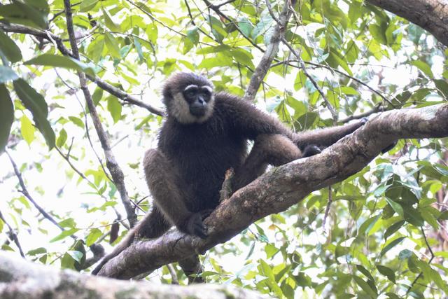 Borneo (P.N. Tanjung Puting) - Singapur e Indonesia 2018 (17)