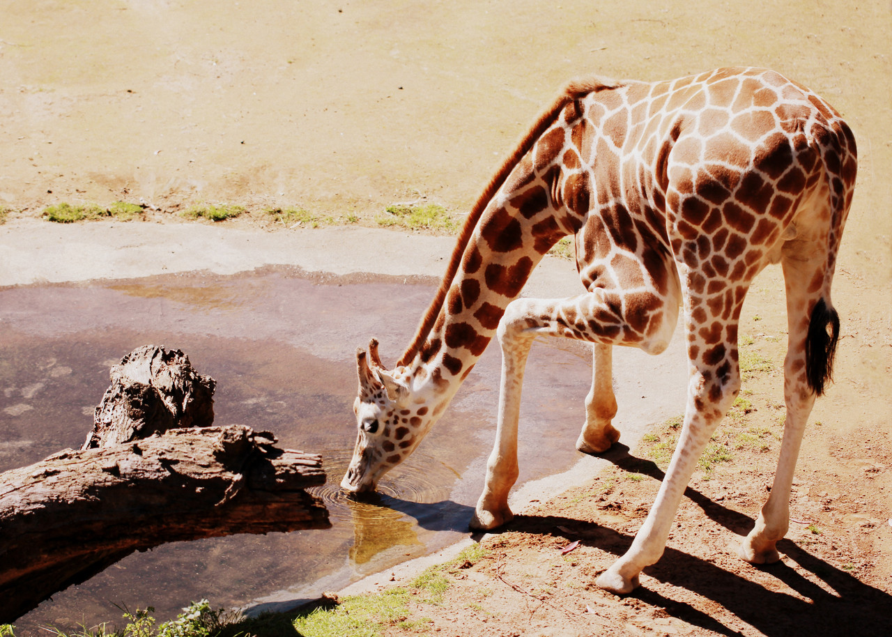 Reticulated giraffe in Samburu National Reserve Kenya