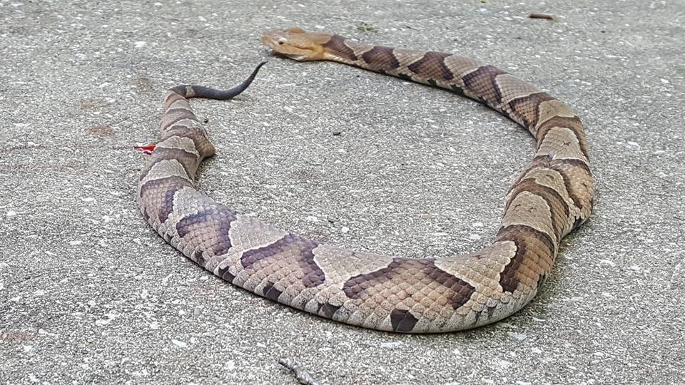 Copperhead snake Kentucky Hunting
