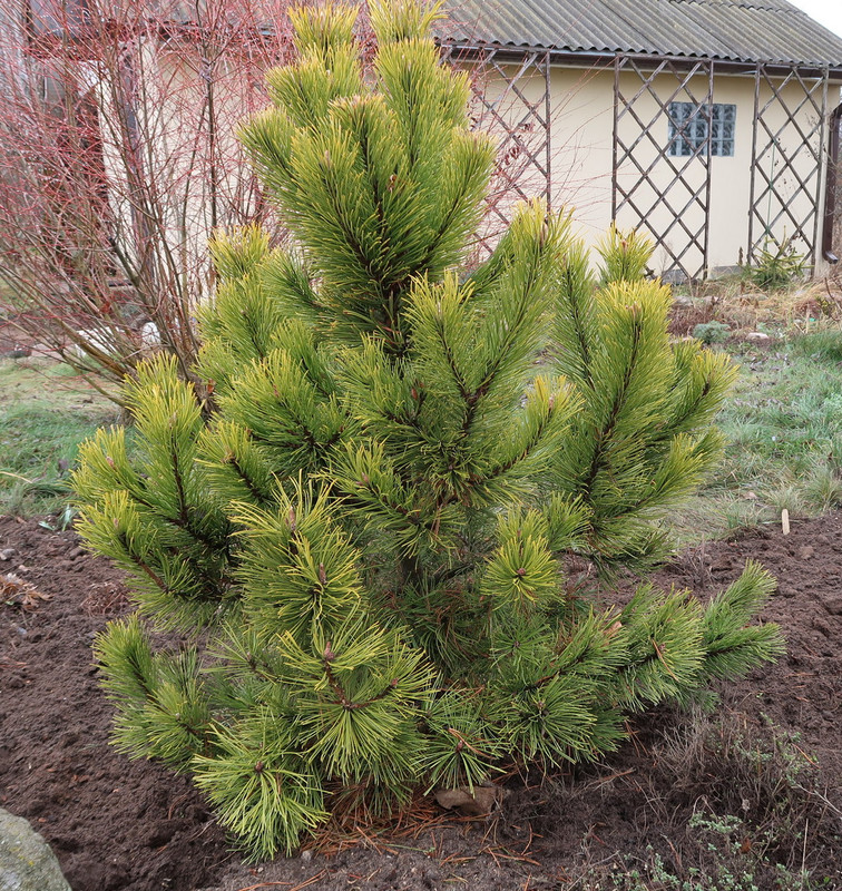 Pinus mugo Zundert