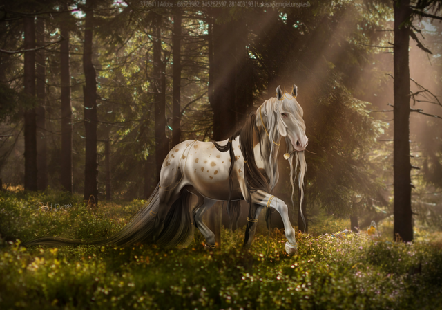 Forest-Beauty-Final-Full-Size.png