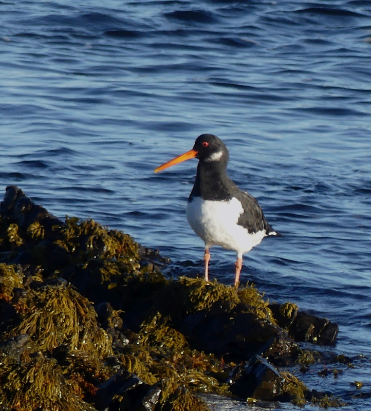 OYSTERCATCHER 1